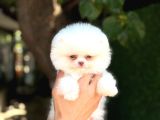 Sağlık Garantili Pomeranian Boo