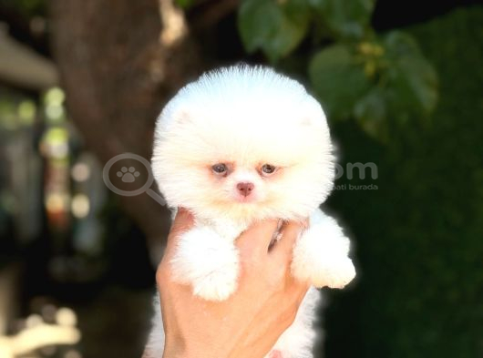 Sağlık Garantili Pomeranian Boo görsel