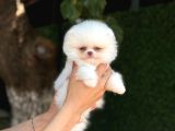 Sağlık Garantili Pomeranian Boo