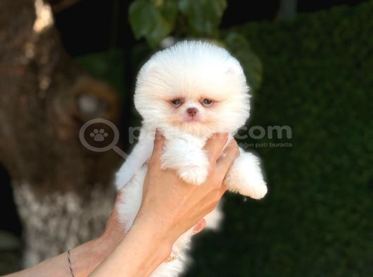 Sağlık Garantili Pomeranian Boo görsel