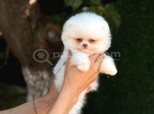Sağlık Garantili Pomeranian Boo görsel