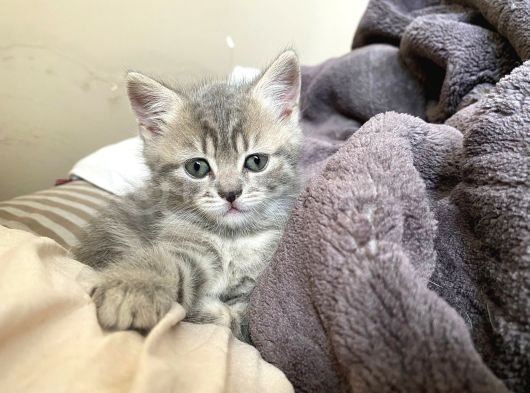 Bakmadan Geçmeyi̇n Boncuklara görsel