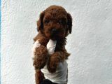 Safkan Oyuncak Boy Poodle Bebeklerim