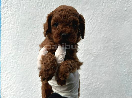 Safkan Oyuncak Boy Poodle Bebeklerim görsel