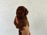 Safkan Oyuncak Boy Poodle Bebeklerim