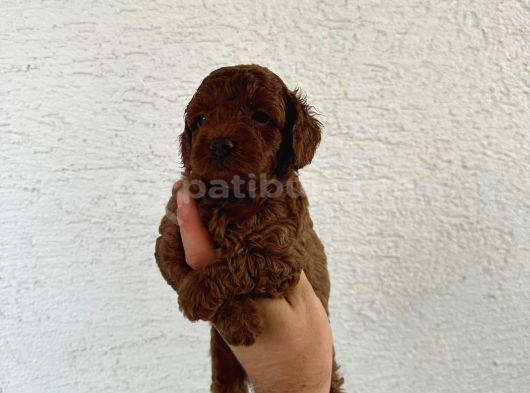 Safkan Oyuncak Boy Poodle Bebeklerim görsel