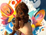 Safkan oyuncak boy poodle bebeklerim