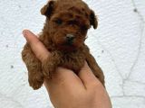 Safkan Oyuncak Boy Poodle Bebeklerim