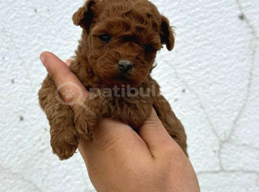 Safkan Oyuncak Boy Poodle Bebeklerim görsel