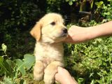 Baby Face Golden Yavrular