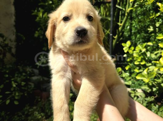 Baby Face Golden Yavrular