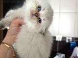 TOP KAFALI SAFKAN BRİTİSH BEBEK