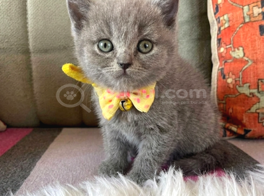 Evinizin Neşesi Olacak Sevimli Paticikler görsel