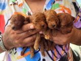 Red Brown Korekan Poodle Ayı Surat Tedy