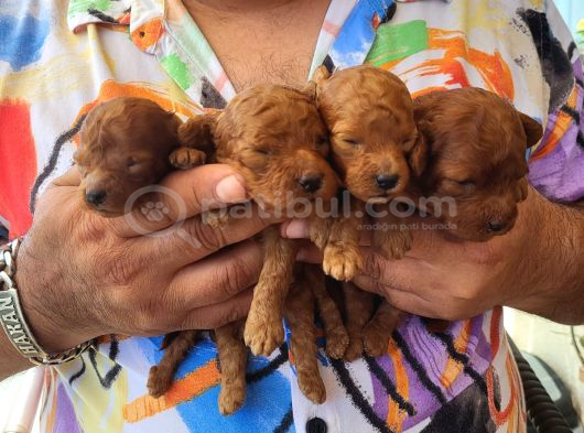 Red Brown Korekan Poodle Ayı Surat Tedy görsel