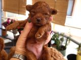Red brown Korekan POODLE ayı surat TEDY