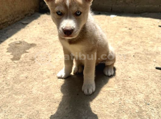 2 Aylık Husky