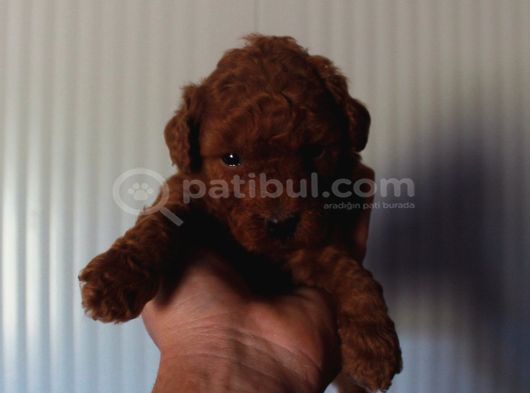 Premium Kali̇te Toy Poodle Yavrulari