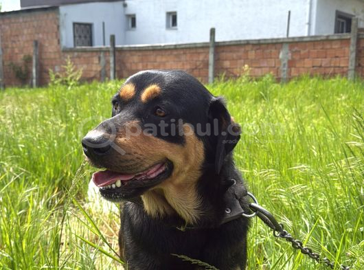 Bakımlı 3 Yaş Erkek Rottweiler Kırması  Aşıları Tam görsel
