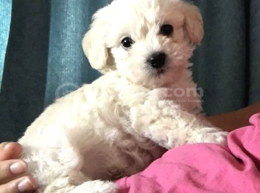 Maltese Terri̇er Ci̇nsi̇ Yavrular görsel