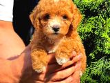 Toy Poodle Sevi̇mli̇ Yavrular Ev Üreti̇mi̇