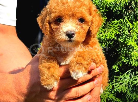 Toy Poodle Sevi̇mli̇ Yavrular Ev Üreti̇mi̇ görsel