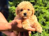 Toy Poodle Sevi̇mli̇ Yavrular Ev Üreti̇mi̇