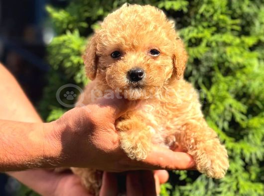 Toy Poodle Sevi̇mli̇ Yavrular Ev Üreti̇mi̇ görsel