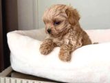 Malti̇poo Ci̇nsi̇ Yavrular Ev Üreti̇mi̇
