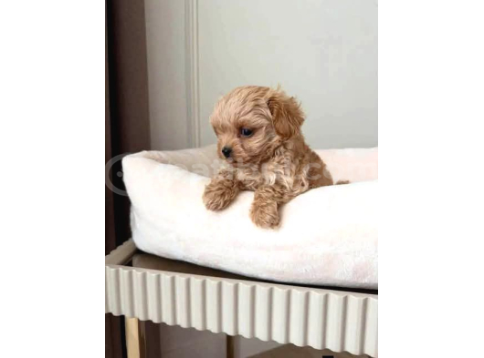 Malti̇poo Ci̇nsi̇ Yavrular Ev Üreti̇mi̇ görsel