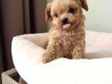 MALTİPOO CİNSİ YAVRULAR EV ÜRETİMİ