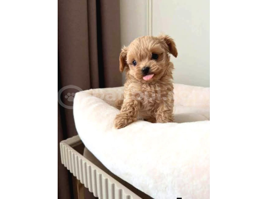 Malti̇poo Ci̇nsi̇ Yavrular Ev Üreti̇mi̇