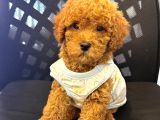 TOY POODLE SEVİMLİ YAVRULAR EV ÜRETİMİ