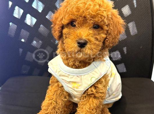 Toy Poodle Sevi̇mli̇ Yavrular Ev Üreti̇mi̇