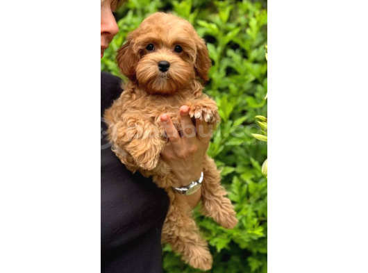 Toy Poodle Sevi̇mli̇ Yavrular Ev Üreti̇mi̇ görsel