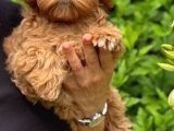 Malti̇poo Ci̇nsi̇ Yavrular Ev Üreti̇mi̇