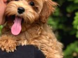 MALTİPOO CİNSİ YAVRULAR EV ÜRETİMİ