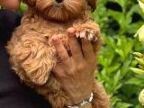 Malti̇poo Ci̇nsi̇ Yavrular Ev Üreti̇mi̇