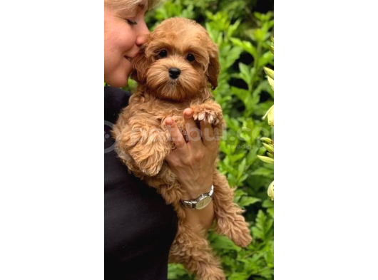 Malti̇poo Ci̇nsi̇ Yavrular Ev Üreti̇mi̇ görsel