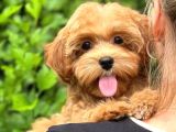 TOY POODLE SEVİMLİ YAVRULAR EV ÜRETİMİ