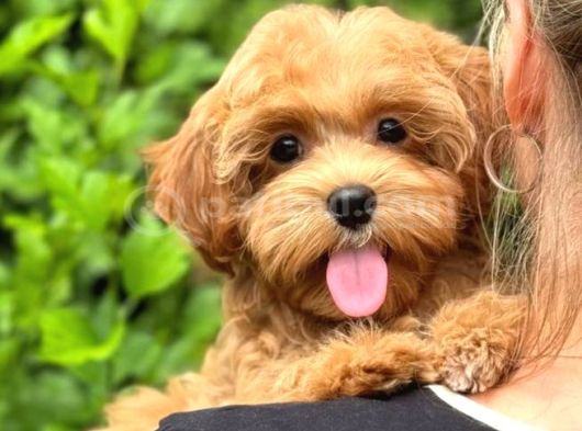 Toy Poodle Sevi̇mli̇ Yavrular Ev Üreti̇mi̇