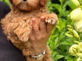 Malti̇poo Ci̇nsi̇ Yavrular Ev Üreti̇mi̇