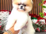 POMERRİAN BOO SEVİMLİ YAVRULAR