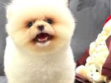 Pomerri̇an Boo Sevi̇mli̇ Yavrular