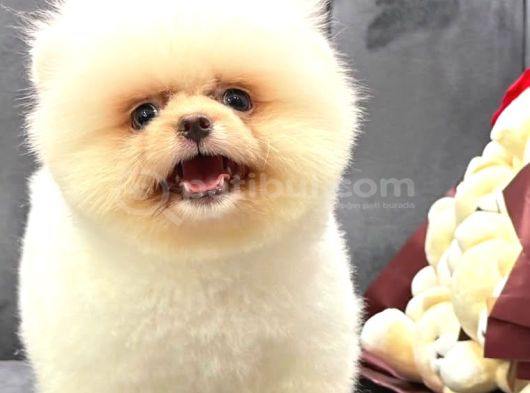 Pomerri̇an Boo Sevi̇mli̇ Yavrular görsel