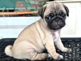 Pug Mops Yavrular Ev Üreti̇mi̇