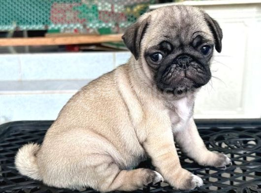 Pug Mops Yavrular Ev Üreti̇mi̇ görsel