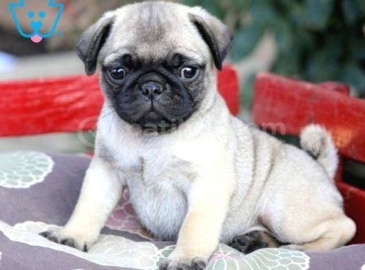 PUG MOPS YAVRULAR EV ÜRETİMİ