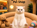 Karbeyaz Harika Güzellikte Oyuncu British Shorthair Yavrumuz