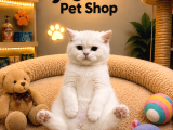 Karbeyaz harika güzellikte oyuncu british shorthair yavrumuz